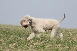 LAGOTTO 089
